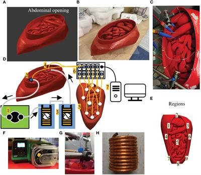 Validation of thermal dynamics during Hyperthermic IntraPEritoneal Chemotherapy simulations using a 3D-printed phantom